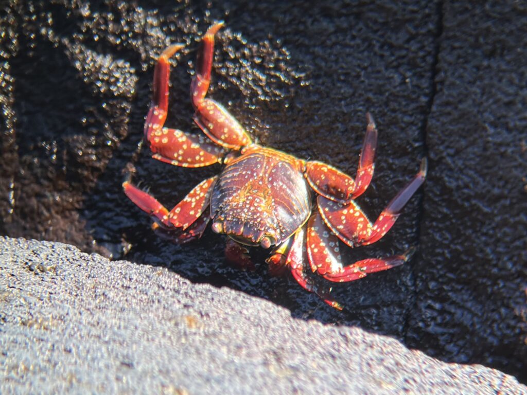 IMG_6797