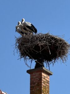 IMG_9101