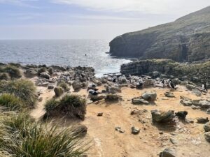 Albatross Brutstätte auf den Falkland Inseln