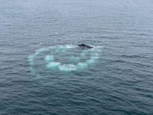 Buckelwahl beim bubble feeding