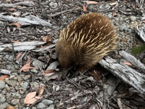 Echidna