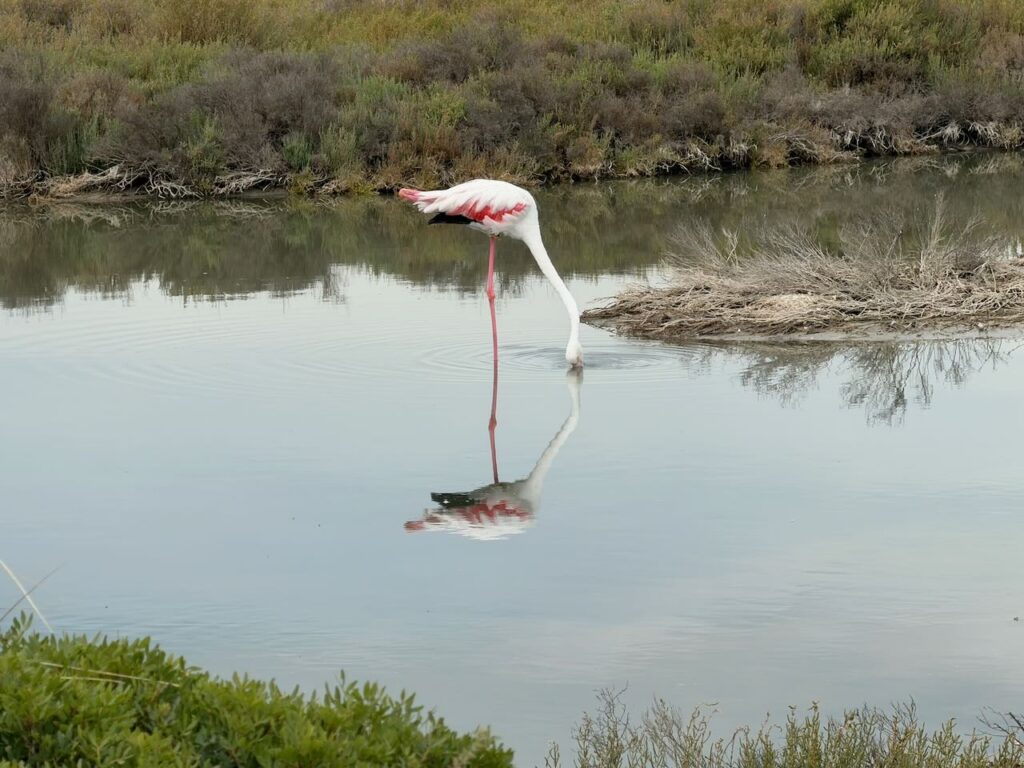 Flamingo beim Krabben fressen