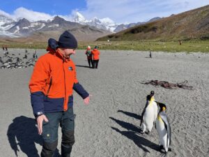 Königspinguine auf South Georgia