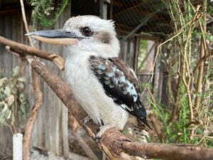 Kookaburra