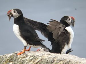 Puffins