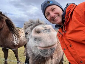 Shettland Pferde auf den Falkland Inseln
