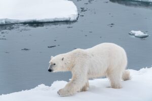 Um Spitzbergen (foto von einem Gast)